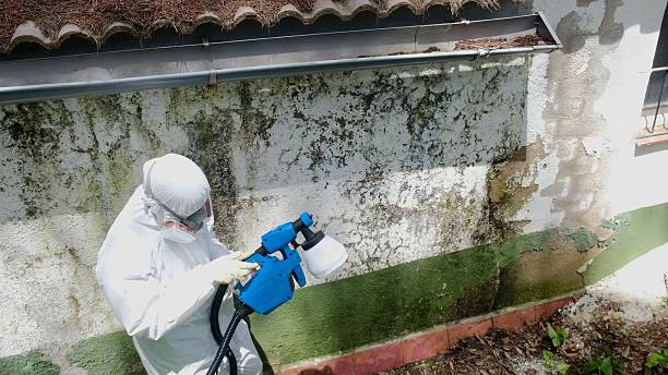 Top rated local Mold Removal specialists in Cairnbrook, PA